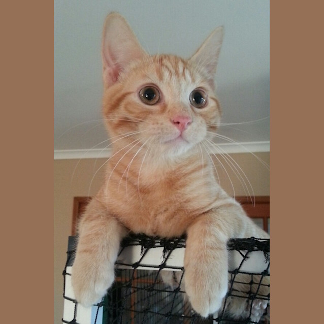 Photo of Biscuit