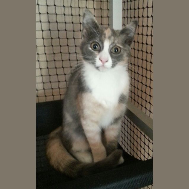 Photo of Blaze