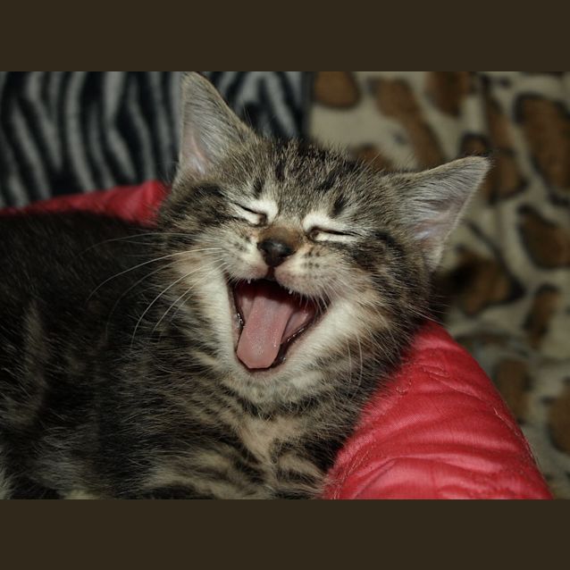 Photo of Romeo