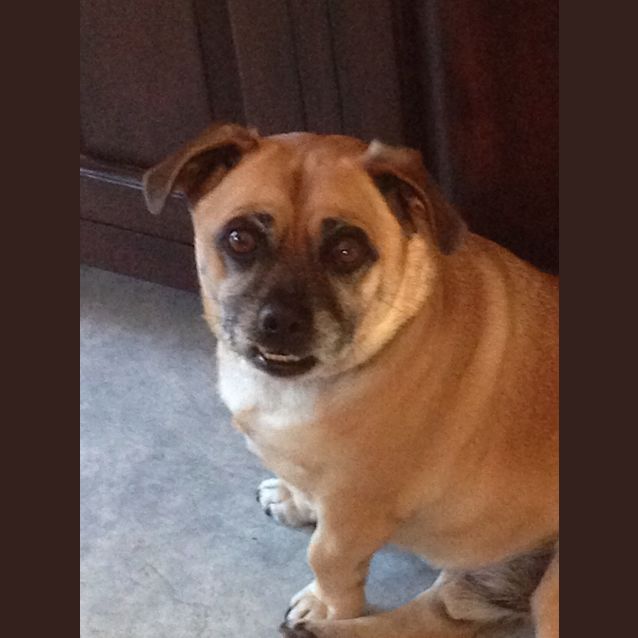 Photo of On Hold Joey Cnp Rescue Assisted Rehoming