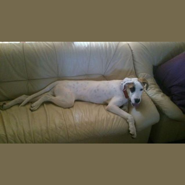Photo of Caesar