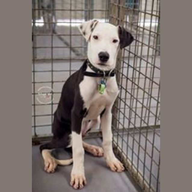 Photo of Drax