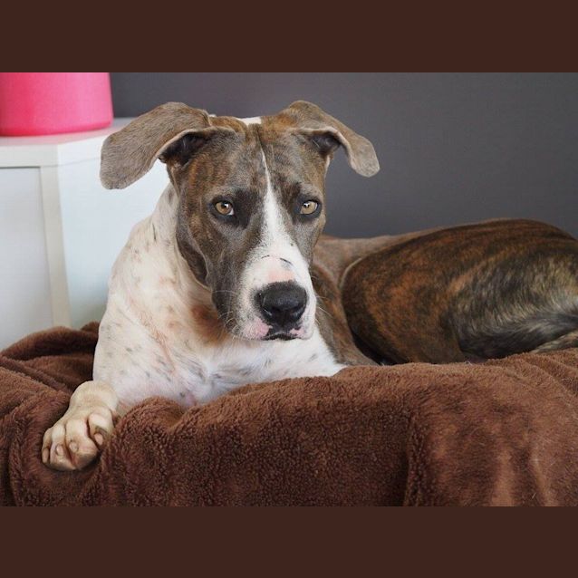 Photo of Samson