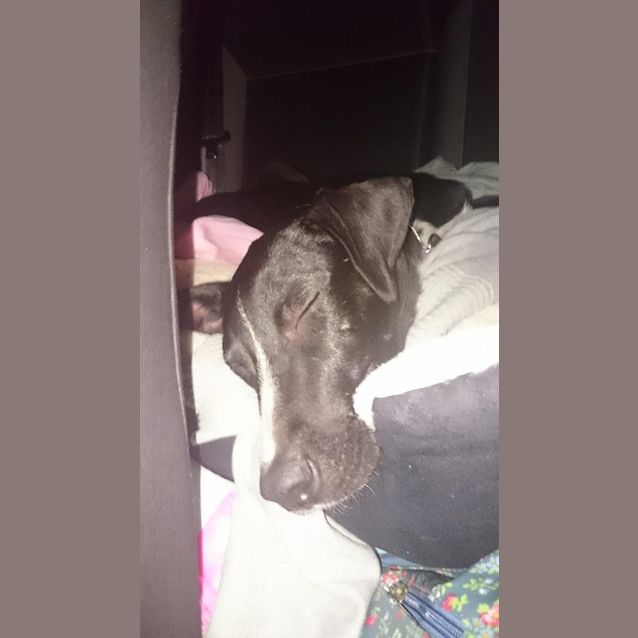Photo of Bessie