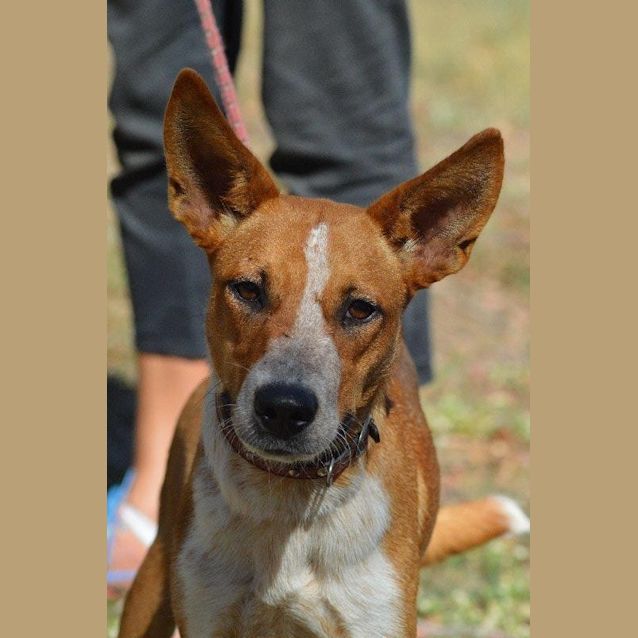 Photo of Ginger Girl