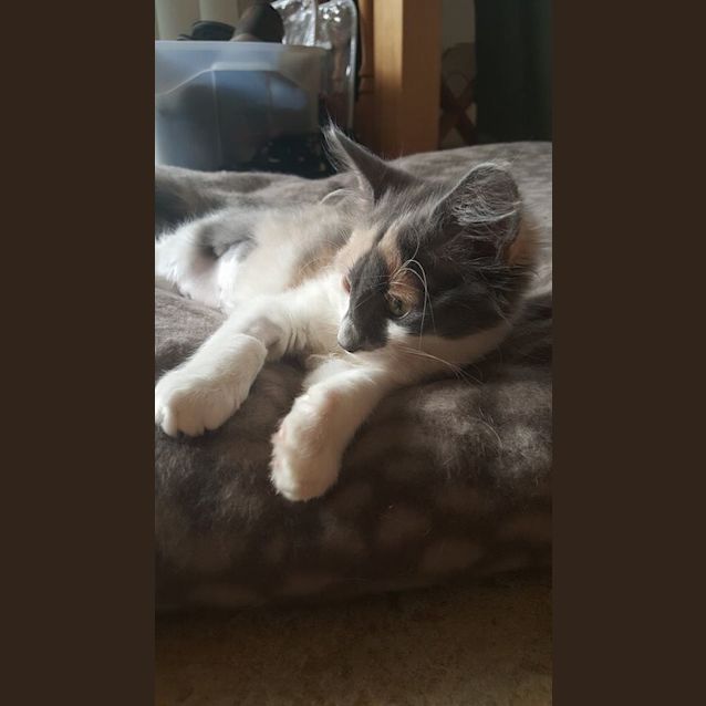 Photo of Elsa