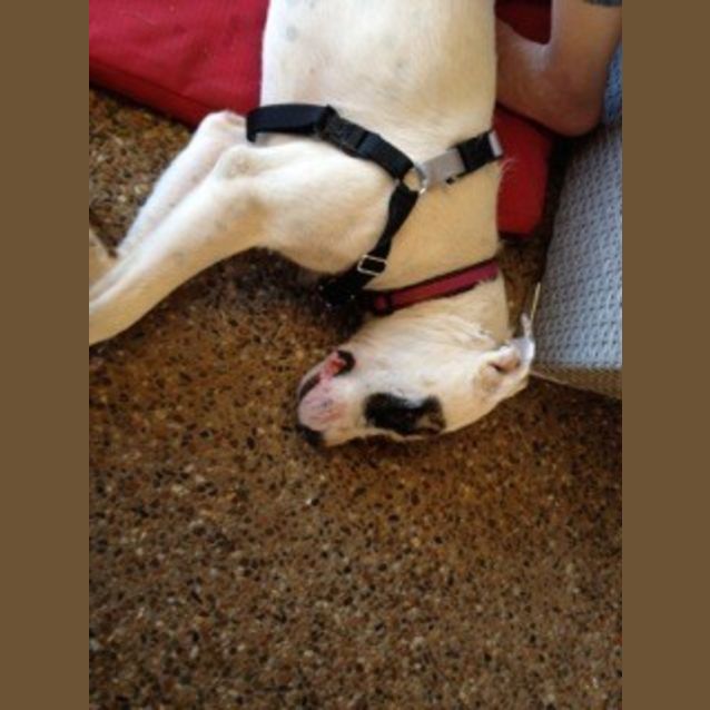 Photo of Lexi (At Rspca Big Adopt Day Sept 19 Brisbane)