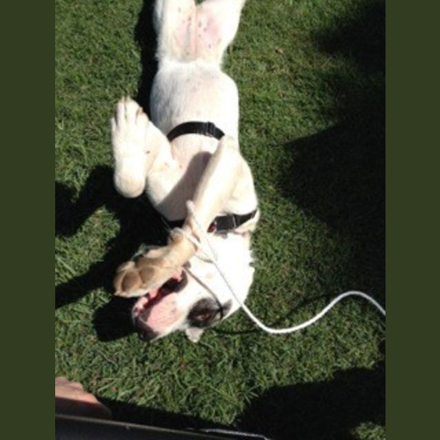 Photo of Lexi (At Rspca Big Adopt Day Sept 19 Brisbane)