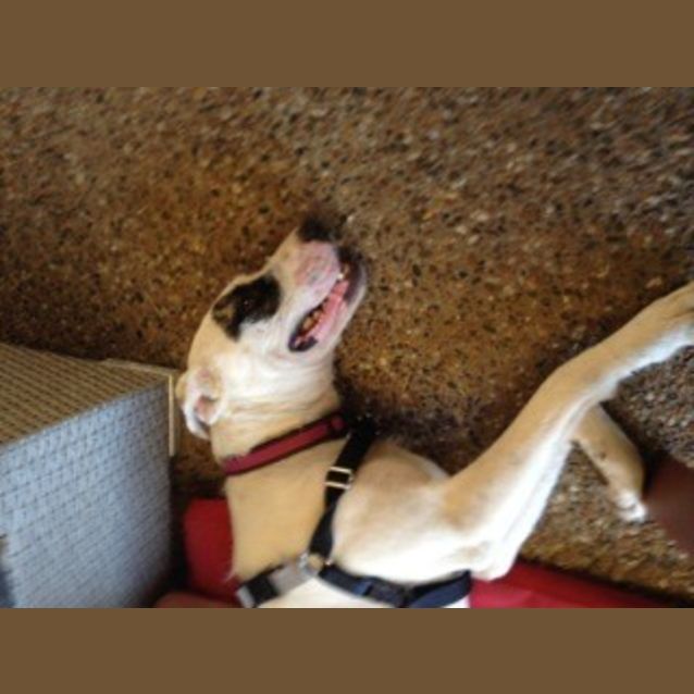 Photo of Lexi (At Rspca Big Adopt Day Sept 19 Brisbane)