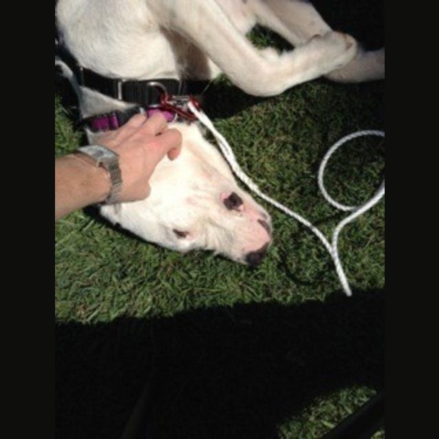 Photo of Lexi (At Rspca Big Adopt Day Sept 19 Brisbane)
