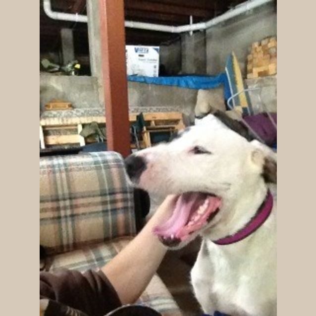 Photo of Lexi (At Rspca Big Adopt Day Sept 19 Brisbane)