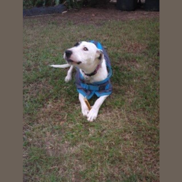 Photo of Lexi (At Rspca Big Adopt Day Sept 19 Brisbane)