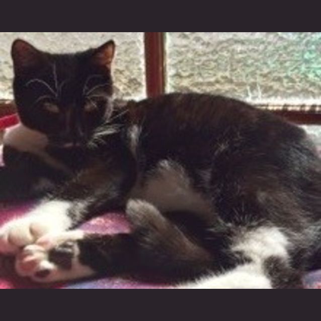 Photo of Minty (Mimsy)