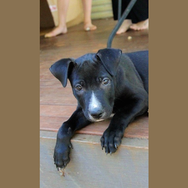Photo of Chocolate (Bed21284) *Adopted*