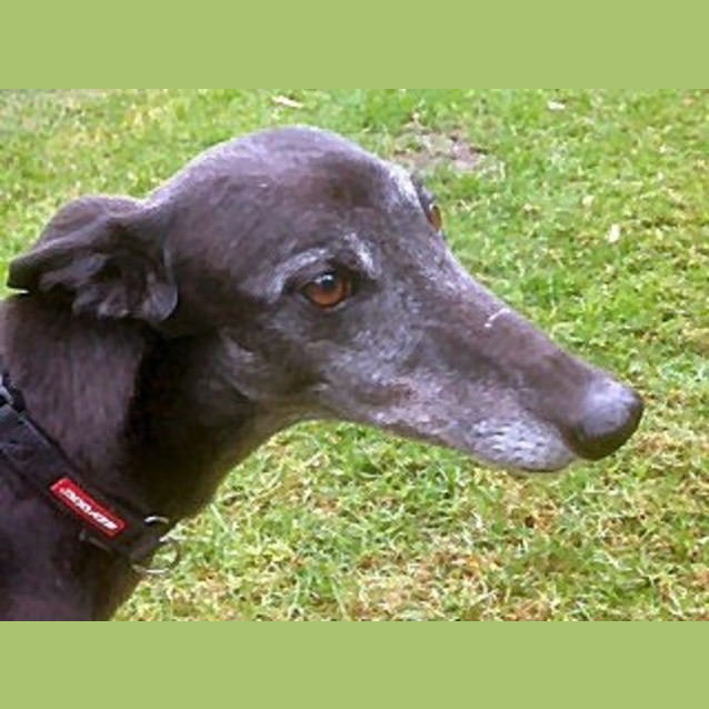 Photo of Saffy Is Checking Out Her New Home