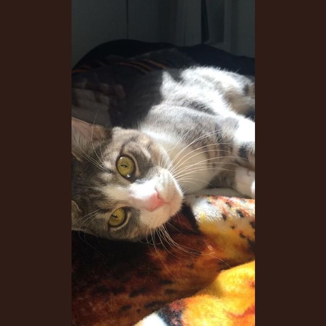 Photo of "Jasper"   Purrfect Match