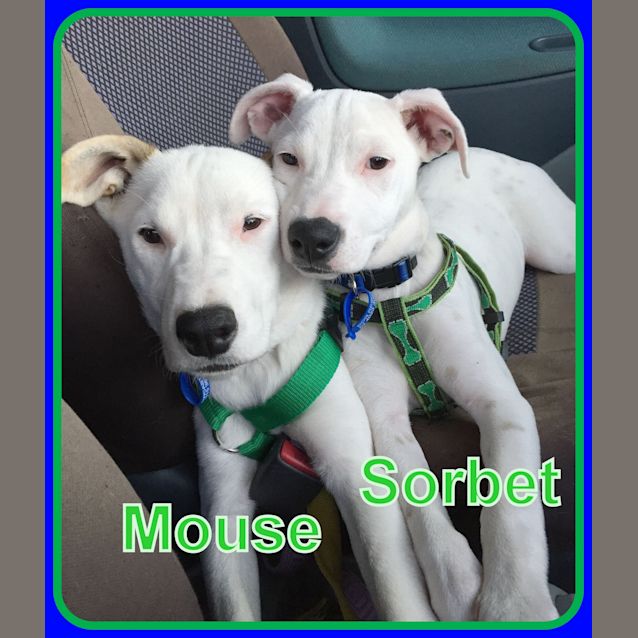 Photo of Sorbet ~ Adopted With Love 14/2/16