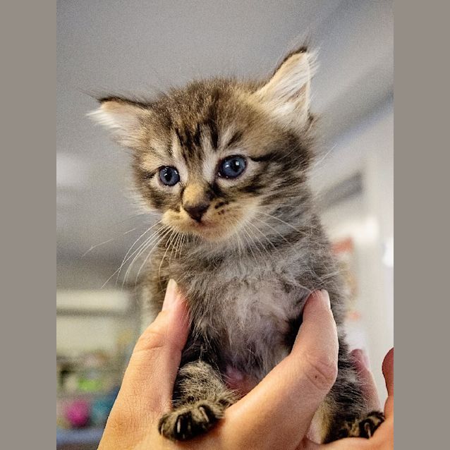 Photo of Zelda