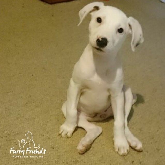 Photo of Marlee ****Looking For Her Forever Home****