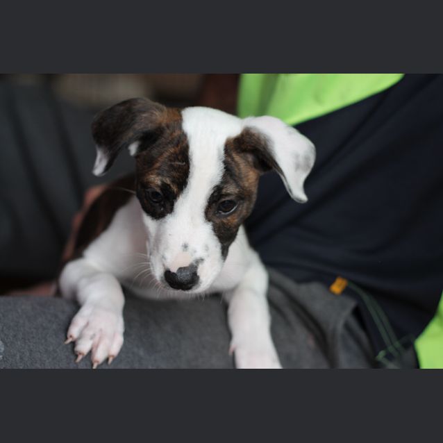 Photo of Henry. ****Looking For His Forever Home****