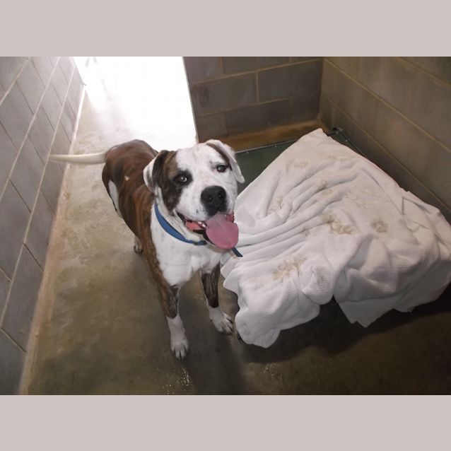 Photo of #126   Sarge