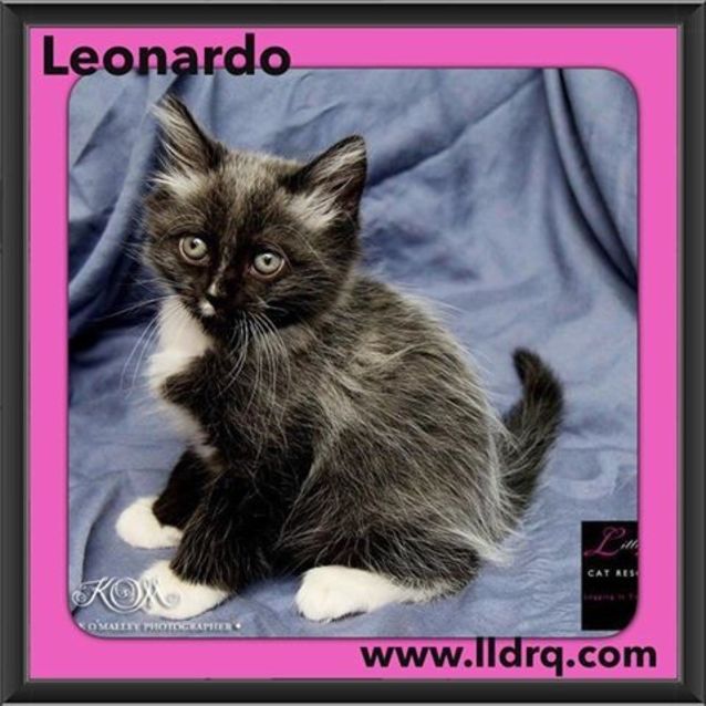 Photo of Leonardo 
