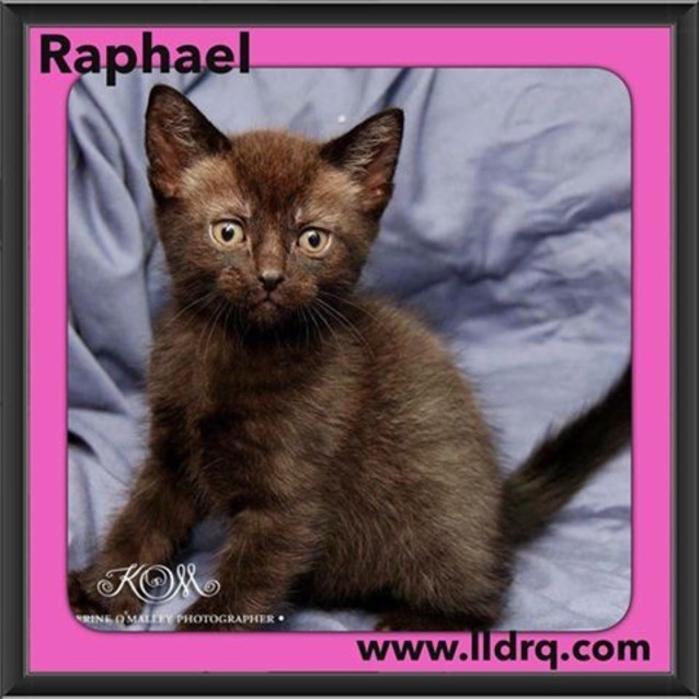 Photo of Raphael 