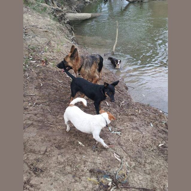 Photo of Nipper