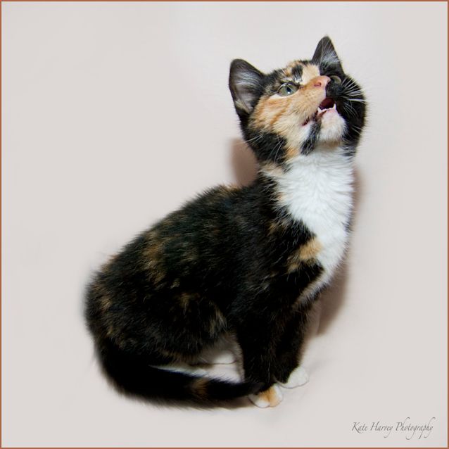 Photo of Kirra