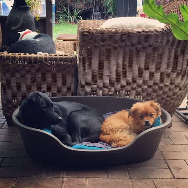 Photo of Bucket ***Under Application***