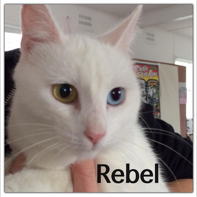 Photo of Rebel