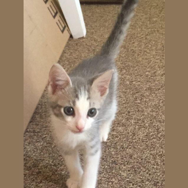 Photo of Mofusa (Bec21379) **Adopted**