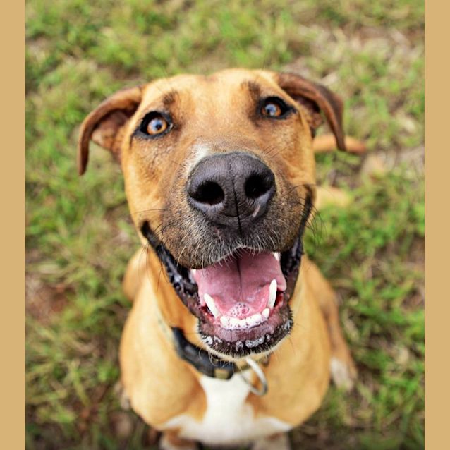Photo of Missy (At Rspca Big Adopt Day Sept 19 Brisbane)