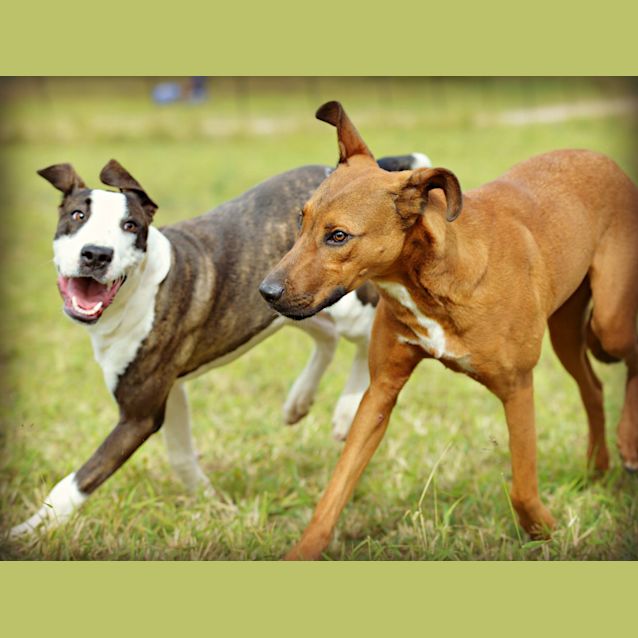 Photo of Bunny (Adoption Pending)