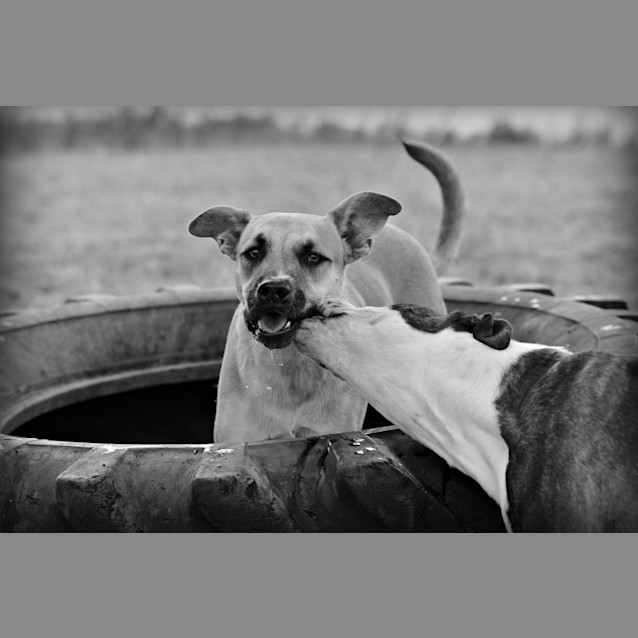 Photo of Aston (At Rspca Big Adopt Day Sept 19 Brisbane)