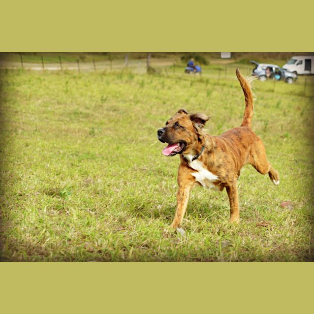 Photo of Anderson (Adoption Pending)