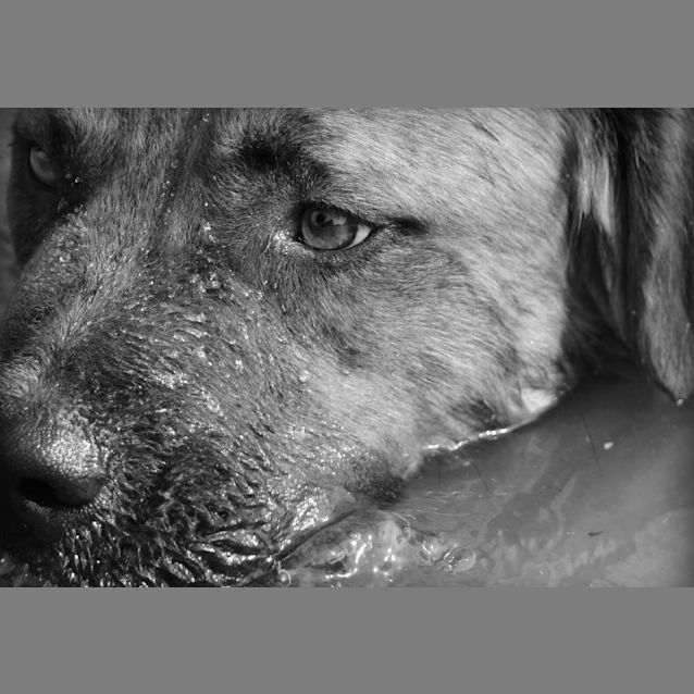 Photo of Anderson (Adoption Pending)