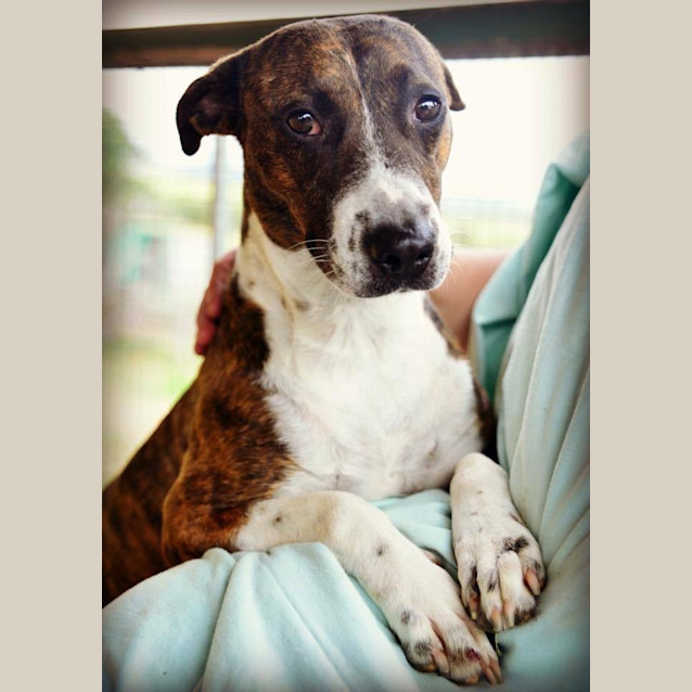 Photo of Ava (Adoption Pending)