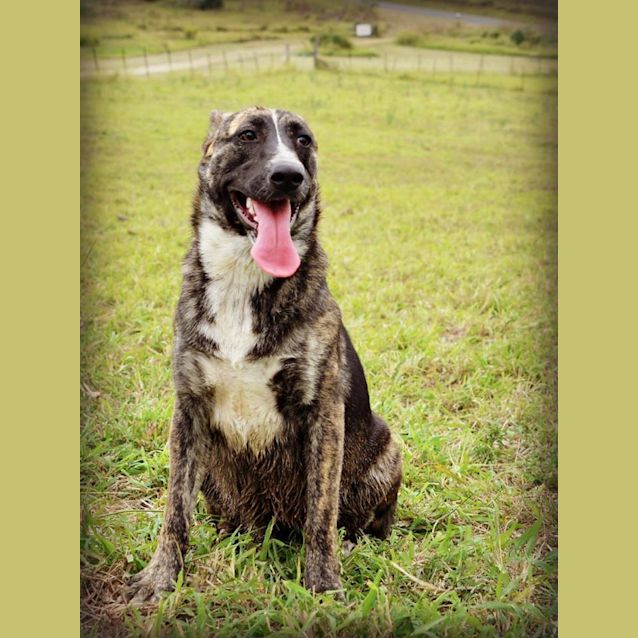 Photo of Wilma (Adoption Pending)