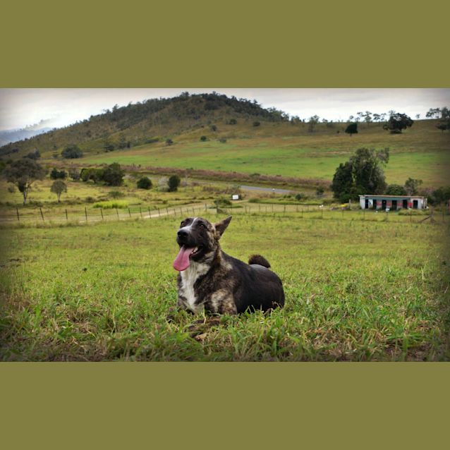 Photo of Wilma (Adoption Pending)