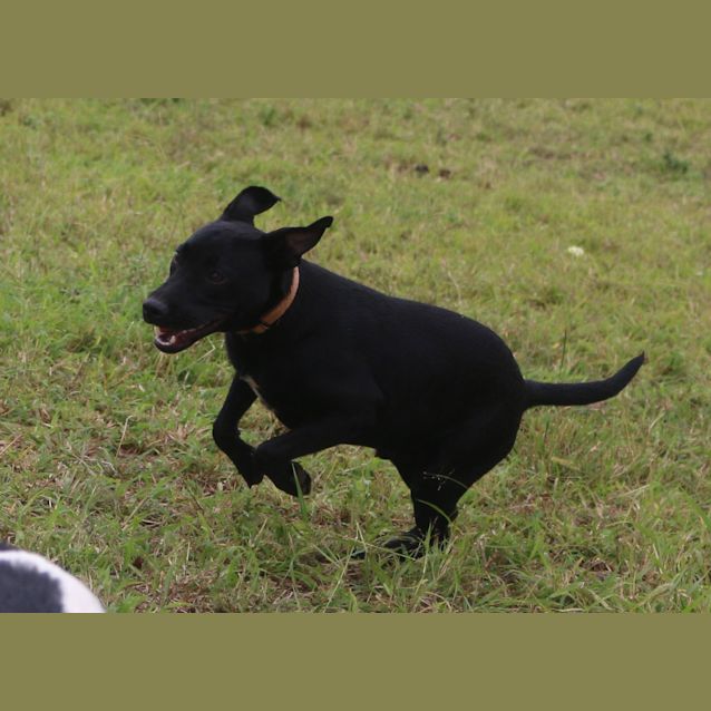 Photo of Carter (Adoption Pending)