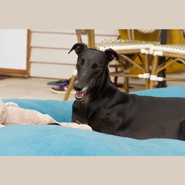 Photo of I'm "Luna", Pat Me Please! Brisbane