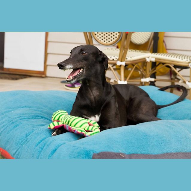 Photo of I'm "Luna", Pat Me Please! Brisbane