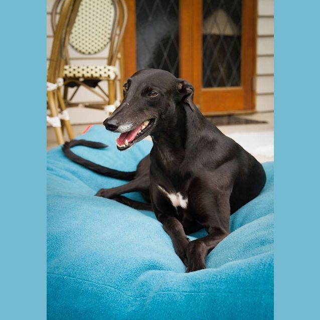 Photo of I'm "Luna", Pat Me Please! Brisbane