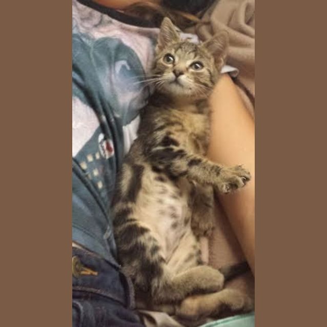 Photo of Ace   Kitten Kapers Rescue 