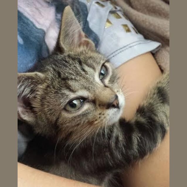 Photo of Ace   Kitten Kapers Rescue 