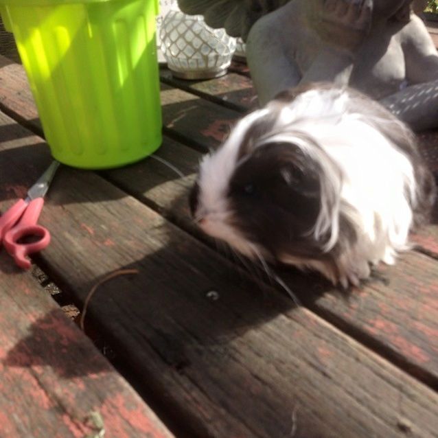 Photo of Abbott And Costello