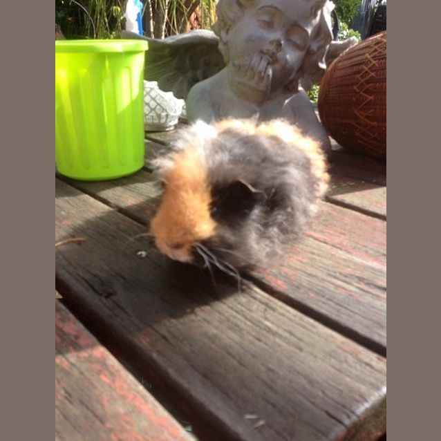 Photo of Abbott And Costello