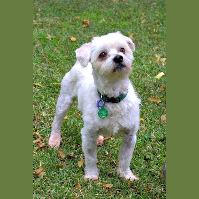Maltese spaniel outlet