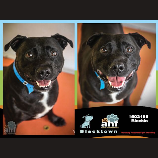 Photo of Blackie ~ #1502185